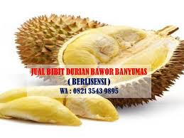 Durian harvests specializes in malaysia's musang king durian variety which is also known as mao shan wang or d197. Bibit Durian Unggul Yang Cepat Berbuah 0821 3543 9895 Jeruk Tempat Pembibitan Penemu