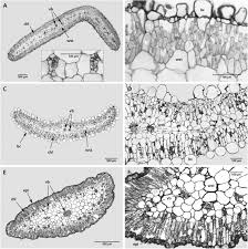 Image result for Trianthema salsoloides