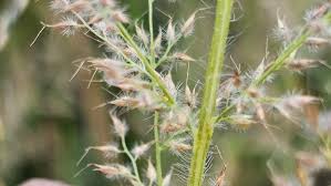 Image result for Arundinella