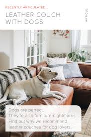 Leather Couch With Dogs Articulate In 2020 Leather Couch Dog Couch Pet Proof Furniture