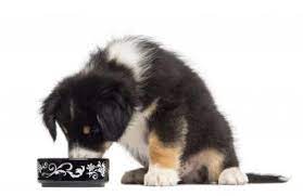 Starting Puppies On Solid Food Lovetoknow