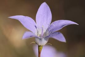 Image result for Wahlenbergia wittei