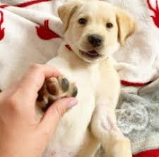 We did not find results for: 3 Best Labrador Rescues In California 2021 We Love Doodles