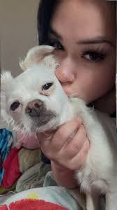 Lost dog named Winter