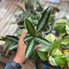 Image result for Leea