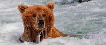 We did not find results for: Katmai National Park Bear Viewing Alaskatravel Com