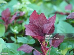 Image result for Amaranthus dubius