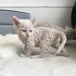 These Curly Cats Who All Descended From One Shelter Kitty ...