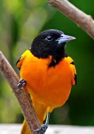 Birds That Look Like Orioles 500px Photo Baltimore Oriole By Cheryl Smith Cl Beautiful Birds Most Beautiful Birds Backyard Birds