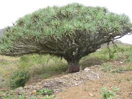 Image result for Dracaena camerooniana