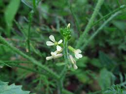 Image result for Carrichtera annua