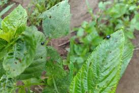 Alternatives to chemical control of insect pests. 5 Non Chemical Insect Pest Control Methods And Strategies Justagric