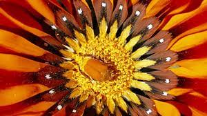 See pictures of yellow tulips, roses, sunflowers and more exotic flowers. Flowering Plants Article Flowers Information Facts National Geographic