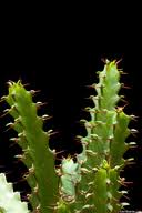 Image result for Euphorbia jubata
