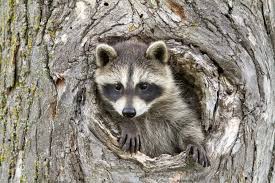 We did not find results for: Do Raccoons Poop In The Same Spot
