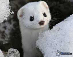 Hermelin Hermelin Cute Animals Animals Beautiful Animals