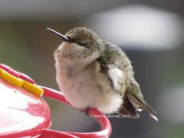 Hummingbirds are some of the most desirable backyard birds, but what happens to hummingbirds during winter? Hummingbird Nectar How To Make Homemade Hummingbird Food