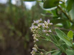 Image result for Pluchea ovalis