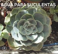 Los cactus que se encuentran en climas templados se riegan ocasionalmente, sobre todo si están en macetas de barro ya que este es un material que difícilmente traspasarán los rayos. Agua Para Suculentas Saperes