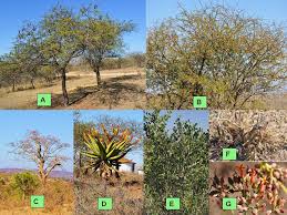 Image result for Aristida scabrivalvis