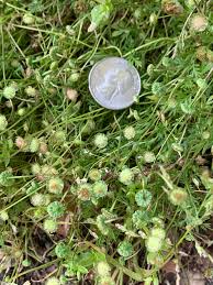 Image result for Cotula australis