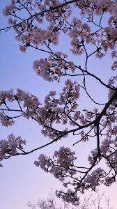 February 17, 2021june 3, 2020 by admin. Cherry Blossom Aesthetic Wallpaper Hd Iphone 736x1309 Wallpaper Teahub Io