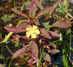 Image result for Ludwigia leptocarpa