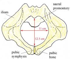 We did not find results for: Antenatal Care Module 6 Anatomy Of The Female Pelvis And Fetal Skull View As Single Page