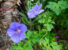 Image result for Geranium bohemicum Orhcid Blue