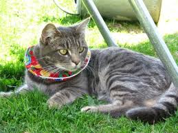 Birds Be Safe Collar We Help Birds Be Safe From Cats Cats Cat Collars Outdoor Cats