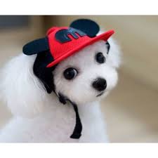 From malls with exciting basement dance clubs and live puzzle rooms to marina frontage shopping centres and onsite museums, our list of the top 10 shopping malls in penang certainly has. Wholesales Pet Supplies Just Perfect For Your Pets O2o B2b Pet Supplies
