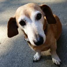 A dog with liver disease has a life expectancy of a few months to years left to live. Elevated Liver Enzymes In Senior Dogs What Does It Really Mean Vetchick Com