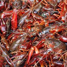 Live crawfish, boiled with carrots and potatoes in highly spiced water, is a southern cuisine staple. Live Crawfish Walmart Com Walmart Com