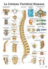 amazon com the human spine laminated anatomy chart la