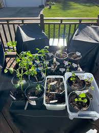 Image result for Eye Rest Green 1983 Hussmann