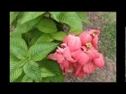 Pokok janda kaya atau nama saintifiknya mussaenda erythrophylla merupakan sejenis pokok kebiasaannya pokok janda kaya ini mempunyai 2 jenis varieti iaitu bunga yang berwarna merah dan. Bunga Janda Kaya Youtube