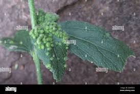 Image result for Hibiscus micranthus