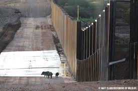 A Family Of Javelinas A Type Of Wild Hoofed Animal Similar To Pigs Near A Section Of Wall On The U S Mexico Border Us Mexico Border Wall Border Biodiversity
