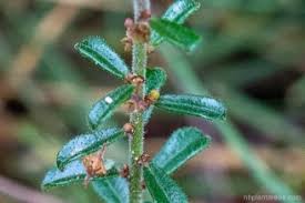 Image result for Phyllanthus beillei