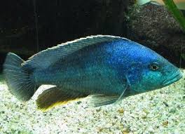 Other lake malawi cichlids but mbunas should be avoided. Blue Peacock Cichlid Aulonocara Nyassae