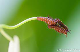 Description aristolochia tomentosa larval host plant for the lovely blue and black pipevine swallowtail butterfly! Pipevine Swallowtail Butterflies And Their Host Dutchman S Pipevine The Natural Web