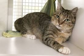 Our adoptable animals are listed on the brooklyn cat cafe website. Brooklyn Aspca