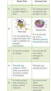 We did not find results for: What Are The Differences Between An Animal Cell And A Chlorenchyma Cell Quora