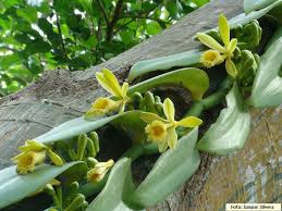 Image result for Vanilla grandifolia