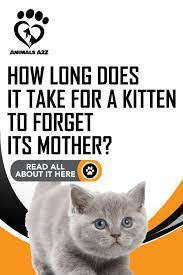 How Long Does It Take For A Kitten To Forget Its Mother Detailed Answer Kitten Care 6 Week Old Kitten Mama Cat