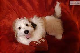 Maybe you would like to learn more about one of these? Cupids Havanese Havanese Puppy For Sale Near Cincinnati Ohio 2ce02f14 0d81