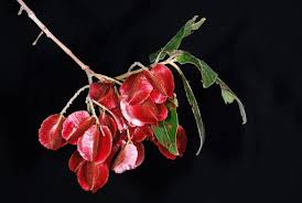 Image result for Combretum psidioides