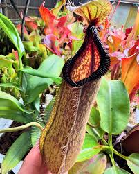 Image result for Nesaea heptamera