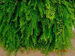Image result for Phyllanthus polyspermus