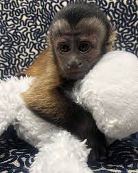 Capuchins Monkey Animals For Sale Del Rey Oaks Ca Pet Monkey Monkeys For Sale Capuchin Monkey